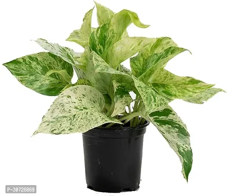 Ukanda Money Plant RTPLANT-1395-thumb0