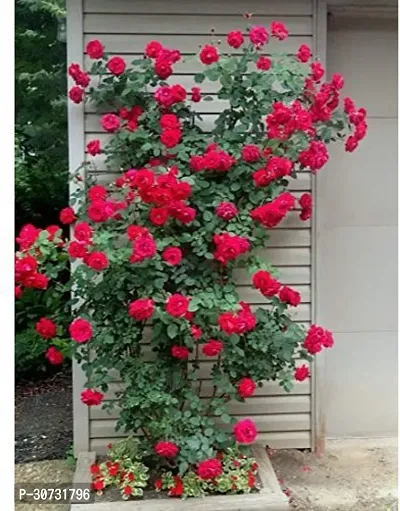 Ukanda Rose Plant ASD-PLS-1201-thumb0