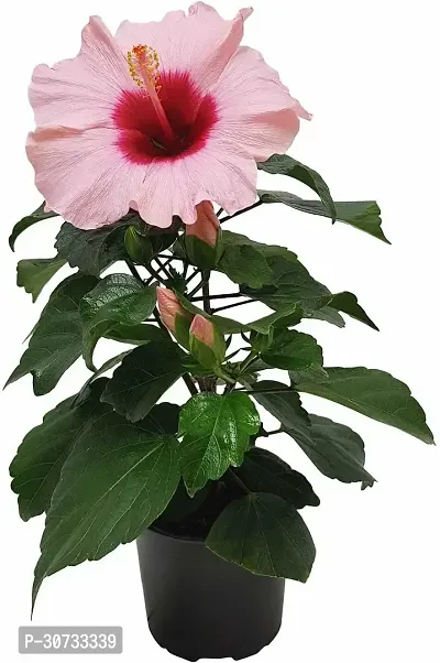 Ukanda Hibiscus Plant Pink Hibiscus Plant-thumb0