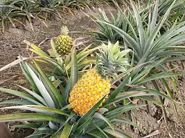 Ukanda Pine Apple Plant PINE APPLE PLANT-thumb1