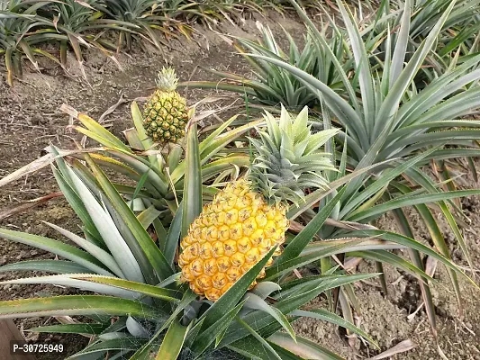 Ukanda Pine Apple Plant PINE APPLE PLANT-thumb2