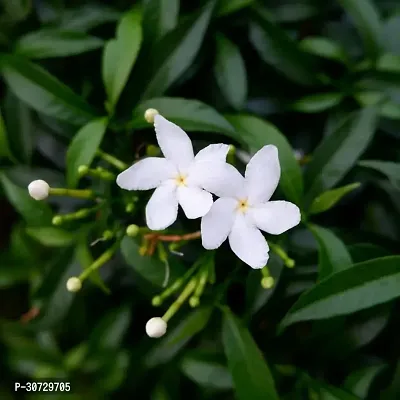 Ukanda Jasmine Plant Jasmine Crepe Jasmine Chinese Tagor Night Blooming Jasmine Plant Disha-00036511-thumb0