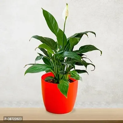 Ukanda Peace Lily Plant PEACE LILY FLOWER PLANT-P6-thumb0