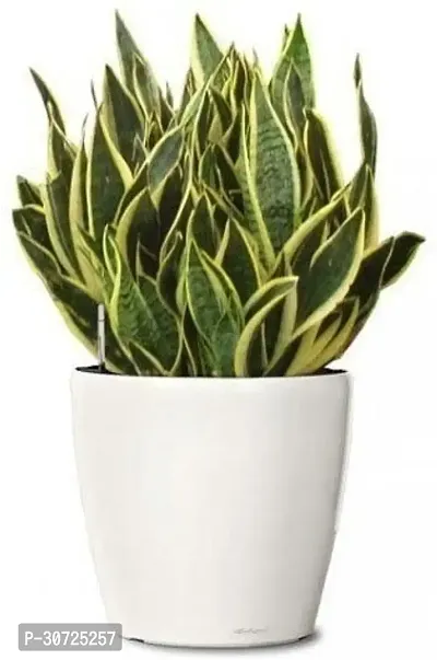 Ukanda Snake Plant Snake Plant-thumb0