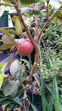 Ukanda Guava Plant Malaysian Red Guava Plant-thumb1