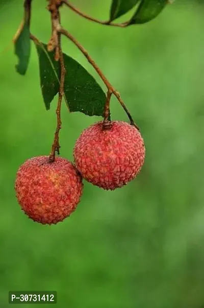 Ukanda Litchi Plant 1ui01-thumb0