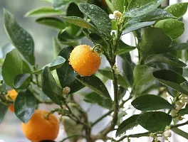 Ukanda Orange Plant PLT-184-thumb1