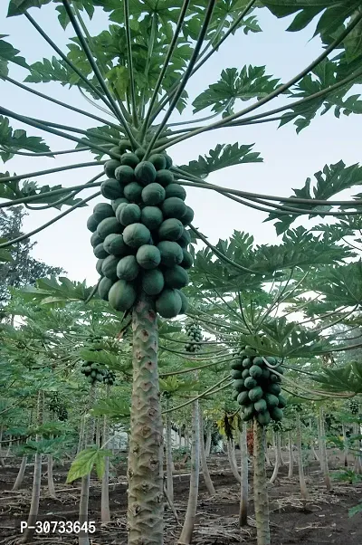 Ukanda Papaya Plant Nazz papaya fruti plant-thumb0