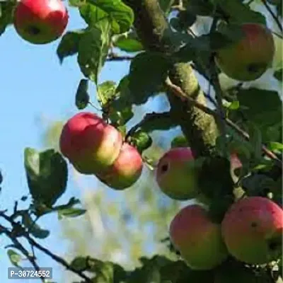 Ukanda Apple Plant Cortland Apple Plant-thumb2