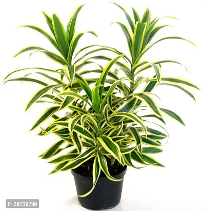 Ukanda Dracaena Plant RSP_303-thumb0