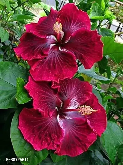 Ukanda Hibiscus Plant HIBI64-thumb0