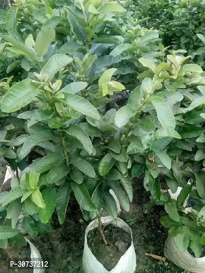 Ukanda Guava Plant GuavaAmrud Sardar L49 Fruit Plant With Pot - Healthy Live Plant Outdoor Plant-thumb2