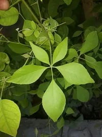 Ukanda Baleria Plant Indian Baelplant-thumb1