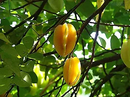 Ukanda Rare Star Fruit Carambola Fruit Live Layering Live Plant PLANT-STARFRUIT10-thumb2