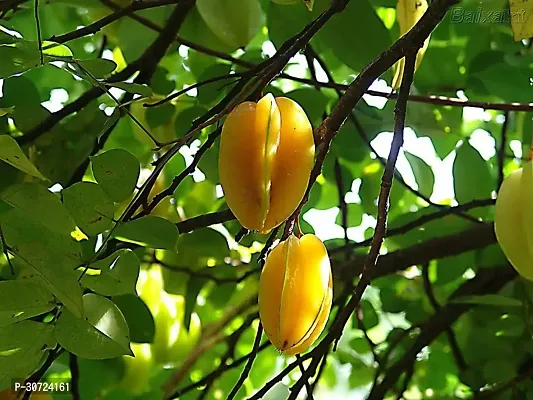 Ukanda Rare Star Fruit Carambola Fruit Live Layering Live Plant PLANT-STARFRUIT10-thumb3