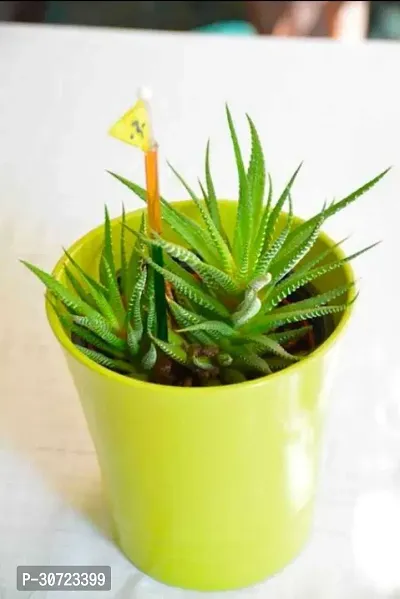 Ukanda Aloe Vera Plant seva119-thumb0