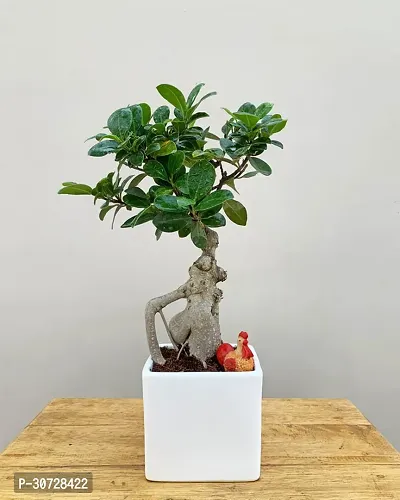 Ukanda Ficus Bonsai Plant Ficus Bonsai with Miniature-thumb0