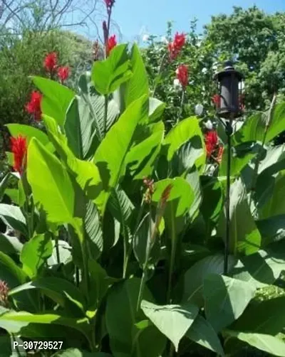 Ukanda Bird of Paradise Plant Canna Red Live Plant 1 Healthy Live Plant With Plastic Bags-thumb0