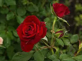 Ukanda Rose Plant CHERRY ROSE-thumb1