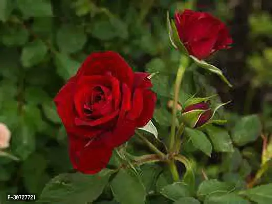 Ukanda Rose Plant CHERRY ROSE-thumb2