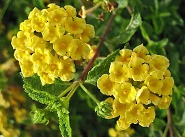 Ukanda Lantana Plant Rare Thai Yellow Lantana Plant-thumb1