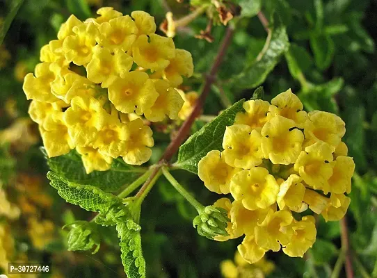 Ukanda Lantana Plant Rare Thai Yellow Lantana Plant-thumb2