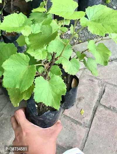 Ukanda Grapes Plant Black Grapes Plant-thumb3