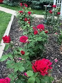 Ukanda Rose Plant Rosa Chrysler Imperial Rose Plant-thumb2