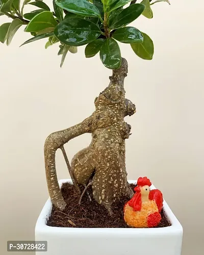 Ukanda Ficus Bonsai Plant Ficus Bonsai with Miniature-thumb3