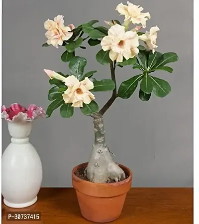 Ukanda Adenium Plant 256-thumb0