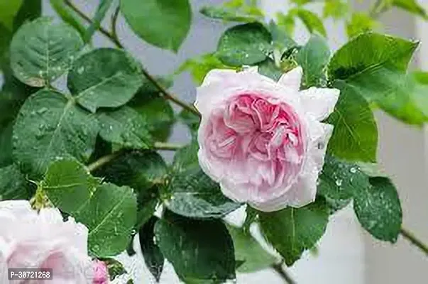 Ukanda Rose Plant Rose Plant HH1-thumb0