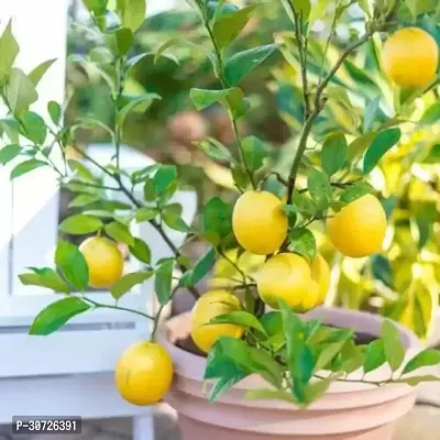 Ukanda Lemon Plant Heaven Of SaplingsLemon Plant(Pack Of 1)QQ-137-thumb0