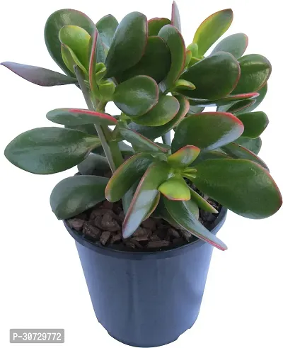 Ukanda Jade Plant CrassulaPot-thumb0