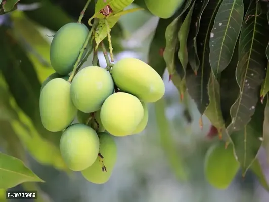 Ukanda Mango Plant RawSweet MangoKacha Mithe-thumb0