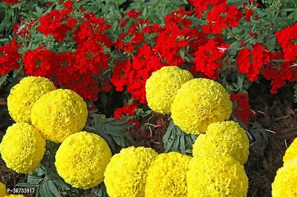 Ukanda Marigold Plant marigold75-thumb0