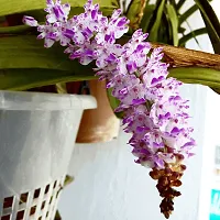 Ukanda Orchid Plant Orchid Flower Plant-thumb1