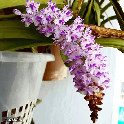 Ukanda Orchid Plant Orchid Flower Plant-thumb2