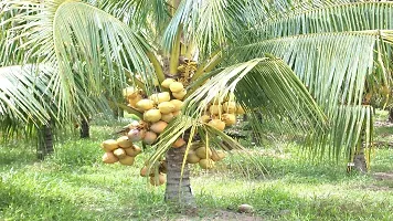 Ukanda Coconut Plant Coconut Tree Plant-thumb1