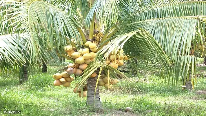 Ukanda Coconut Plant Coconut Tree Plant-thumb2