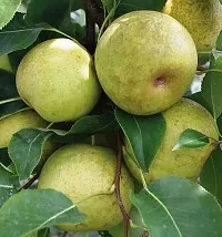 Ukanda Pear Plant Pear plants-thumb1