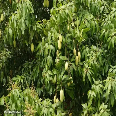 Ukanda Mango Plant Thai mango plant69-thumb0