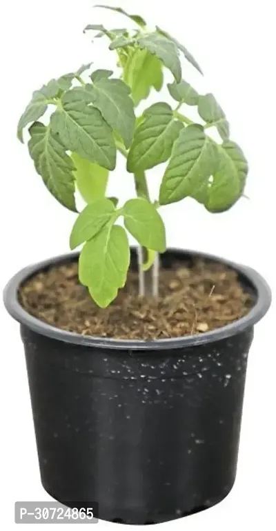 Ukanda Tomato Plant Rs-tomator012-thumb0