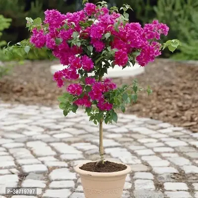 Ukanda Baugainvillea Plant Baugainvillea Plant-thumb0