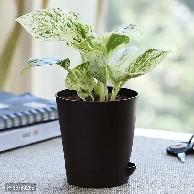 Ukanda Money Plant PLT-367-thumb0