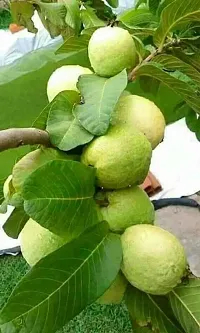 Ukanda Guava Plant Live guava plant77-thumb1