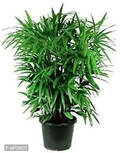 Ukanda Areca Plam Live Lady PalmRhapis Palm - Air Purify Plants-thumb0