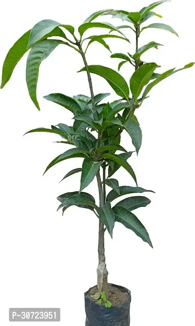 Ukanda Mango Plant JAPANESE ALLTIME MANGO PLANT-J44-thumb2