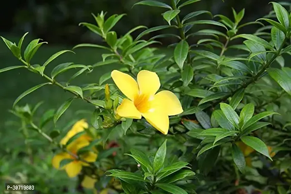 Ukanda Thunberjia Plant Yellow Allamanda flower plantThunberjia plant-thumb2