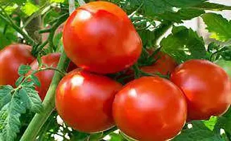 Ukanda Tomato Plant tomato plant65656.011422-thumb1