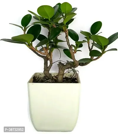 Ukanda Ficus Plant Ficus bosai plant for home and garden decoration with pot-thumb0